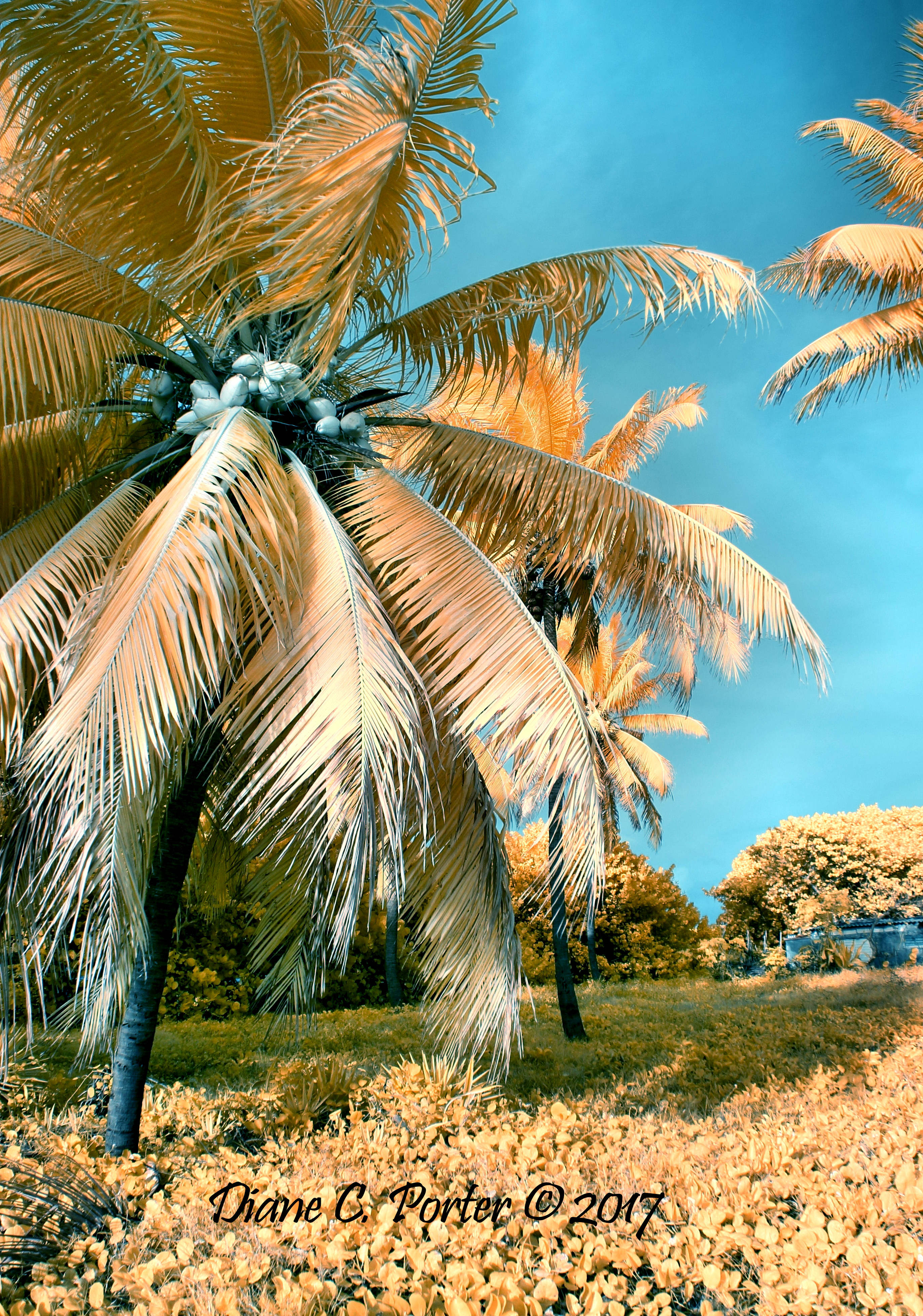 Palm Tree Cuba Kolari Vision